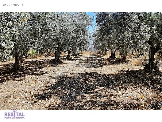 BURSA GEMLİK ENGÜRÜCÜK KÖYÜNDE MERKEZİ KONUMDA SATILIK ZEYTİNLİK