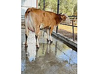 SAHİBİNDEN SATILIK 2 ADET SÜT İNEKLER #1282783846