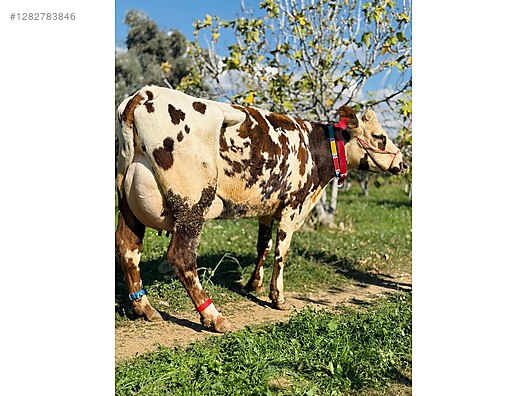 SAHİBİNDEN SATILIK 2 ADET SÜT İNEKLER - Türkiye'nin ücretsiz ilan sitesi sahibinden.com'da