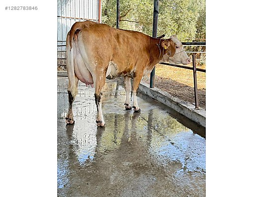 Hayvanlar Alemi / Büyükbaş Hayvanlar / İnek