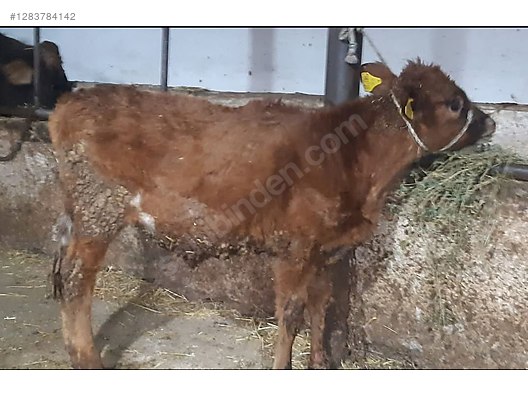 Pets & Livestock / Large Livestock / Cows