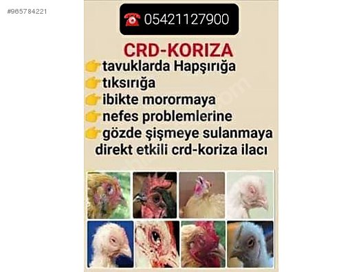 Bursa Kestel Tavuk Yarka Yumurta Hayvanlar Alemi Ilanlari Sahibinden Com Da Bursa Kestel Tavuk Yarka Yumurta Hayvanlar Alemi Ilanlari Sahibinden Com Da