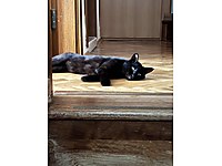 Ankarada Sevgi Dolu Yuva Arayan Bir Minik: Vecihi #1283784614