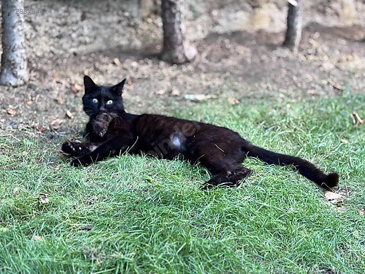 Hayvanlar Alemi / Evcil Hayvanlar / Kedi / American Shorthair