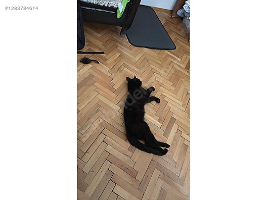 Hayvanlar Alemi / Evcil Hayvanlar / Kedi / American Shorthair