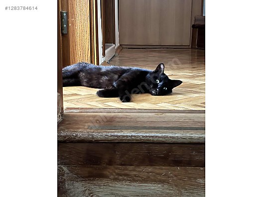 Hayvanlar Alemi / Evcil Hayvanlar / Kedi / American Shorthair