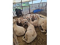 adaklık ve kurbanlık #1282784916