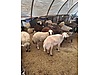Pets & Livestock / Small Livestock / Rams