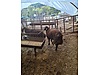 Pets & Livestock / Small Livestock / Rams