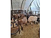 Pets & Livestock / Small Livestock / Rams