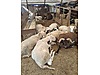 Pets & Livestock / Small Livestock / Rams