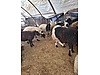 Pets & Livestock / Small Livestock / Rams