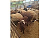 Pets & Livestock / Small Livestock / Rams