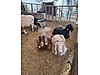 Pets & Livestock / Small Livestock / Rams