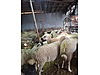 Pets & Livestock / Small Livestock / Rams