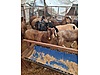 Pets & Livestock / Small Livestock / Rams
