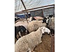 Pets & Livestock / Small Livestock / Rams