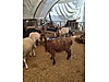 Pets & Livestock / Small Livestock / Rams