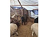 Pets & Livestock / Small Livestock / Rams