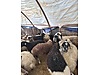 Pets & Livestock / Small Livestock / Rams