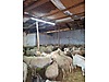 Pets & Livestock / Small Livestock / Rams
