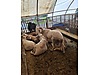 Pets & Livestock / Small Livestock / Rams