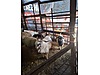 Pets & Livestock / Small Livestock / Rams