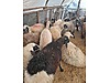 Pets & Livestock / Small Livestock / Rams