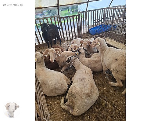 Pets & Livestock / Small Livestock / Rams