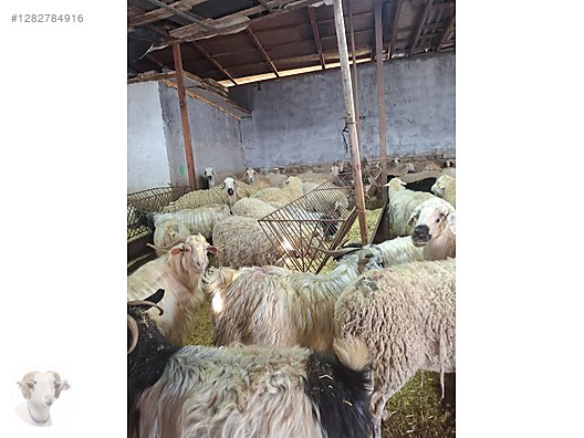 Pets & Livestock / Small Livestock / Rams