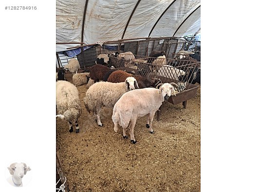 Pets & Livestock / Small Livestock / Rams