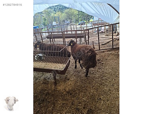 Pets & Livestock / Small Livestock / Rams