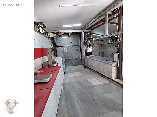 Pets & Livestock / Small Livestock / Rams