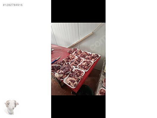 Pets & Livestock / Small Livestock / Rams