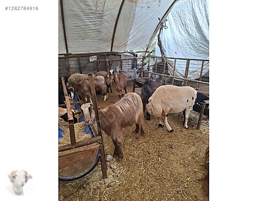 Pets & Livestock / Small Livestock / Rams