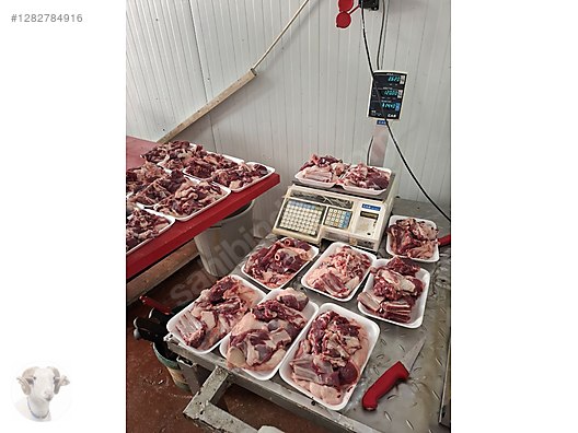 Pets & Livestock / Small Livestock / Rams