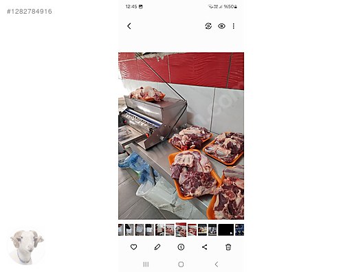 Pets & Livestock / Small Livestock / Rams