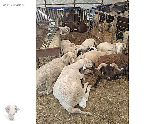 Pets & Livestock / Small Livestock / Rams