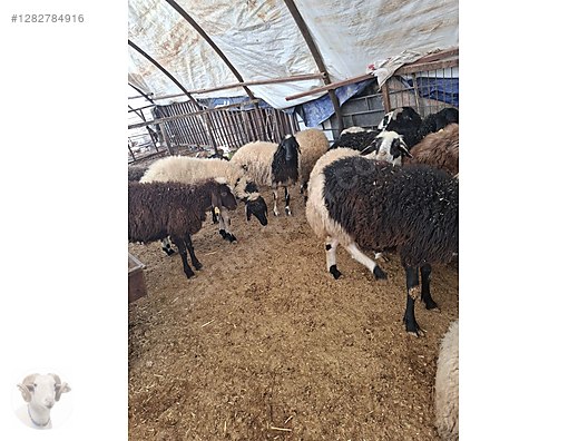 Pets & Livestock / Small Livestock / Rams