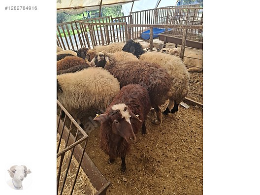 Pets & Livestock / Small Livestock / Rams