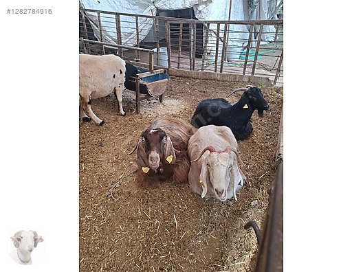 Pets & Livestock / Small Livestock / Rams