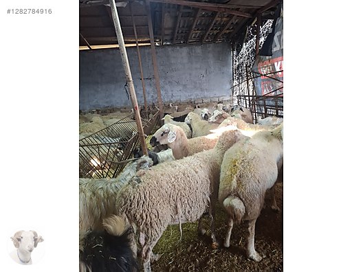 Pets & Livestock / Small Livestock / Rams