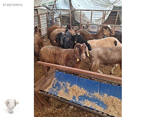 Pets & Livestock / Small Livestock / Rams