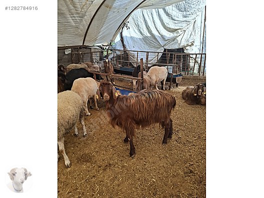 Pets & Livestock / Small Livestock / Rams