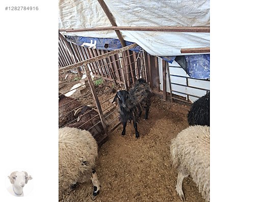 Pets & Livestock / Small Livestock / Rams
