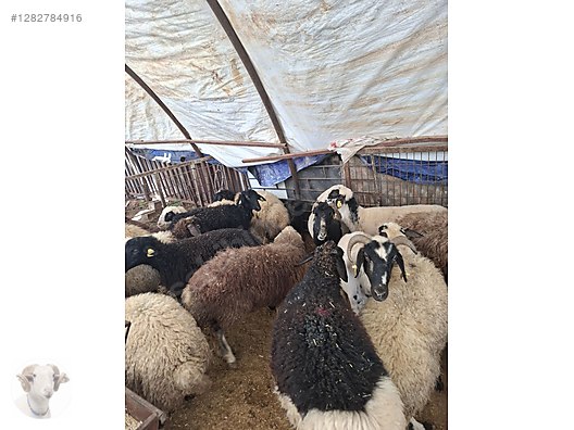 Pets & Livestock / Small Livestock / Rams