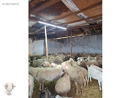 Pets & Livestock / Small Livestock / Rams