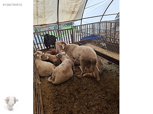 Pets & Livestock / Small Livestock / Rams