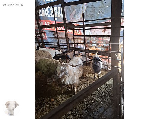 Pets & Livestock / Small Livestock / Rams