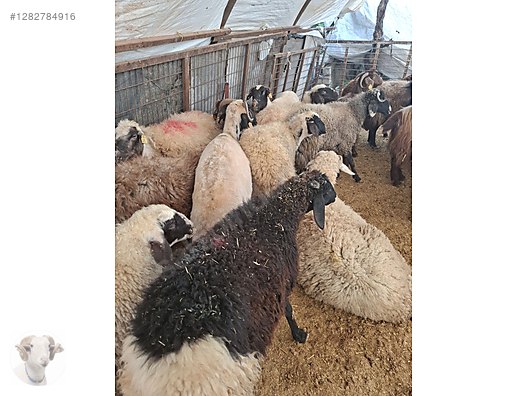 Pets & Livestock / Small Livestock / Rams